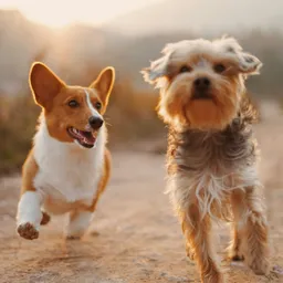 Pets in Rental Housing: The Hidden Costs and Strict Rules